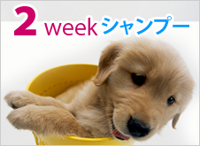 ２weekシャンプー